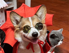 Halloween Pet kostim