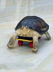1pc Adjustable Pet Turtle Leash, Lizard Leash, Turtle Leash Paired With Scooter For Quick Riding, Finger Scooter, Turtle Scooter, Parrot Scooter, Lizard Scooter, Small Pet Scooter Toy