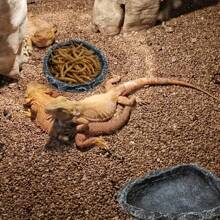 Rock-Like Reptile Feeding Bowls - Easy Clean Water & Food Dish For Bearded Dragons, Lizards, Frogs, Geckos, Tortoises, Hermit Crabs