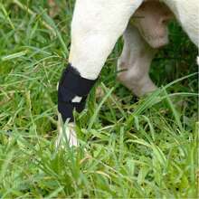 Hippyboyd Dog Leg Injury Joint Support Brace, Post-Surgery Recovery Bandage, Suitable For Pet Knee Injury, Sprain And Rehabilitation Protection