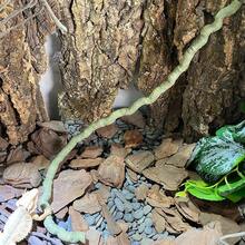 Reptile Jungle Climbing Set - Flexible Vines And Leaves With Suction Cups, For Habitat Decor - Durable Material For All Seasons - Ideal For Chameleons, Lizards, Geckos To Climb