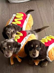 Hot Dog Dog Costume With Mustard & Ketchup