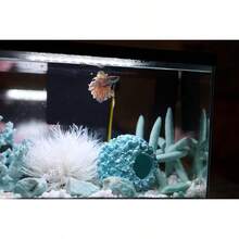 Artificial White Lily - Polyethylene Aquarium Decor