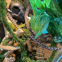 Reptiles Can Climb Vines And Artificial Plants. Soft Jungle Vines Are Handwoven From Parachute Cord. Artificial Decorative Plants Are Hung On Bottles For Snake Enclosures. Leopard Print Gecko Habitat Decor Is Suitable For Chameleons, Crabs, Lizards, Snakes, Geckos, Frogs, And Hermit Crabs.
