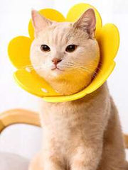 Elizabeth Collar - Pet Spay/Neuter Collar Head Cover, Anti-Bite Neck Cone For Pets