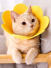 Elizabeth Collar - Pet Spay/Neuter Collar Head Cover, Anti-Bite Neck Cone For Pets