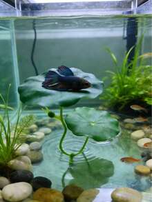 1pc Beta Fish Leaf Hammock, Extra Wide Fish Tank Plant Decor And Resting Bed, Aquarium Decoration Artificial Leaves, Improve Beta Fish Health - Natural, Organic, Comfortable Fish Tank Resting Area