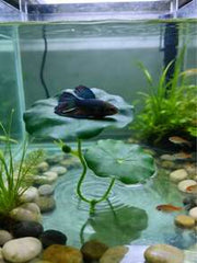 1pc Beta Fish Leaf Hammock, Extra Wide Fish Tank Plant Decor And Resting Bed, Aquarium Decoration Artificial Leaves, Improve Beta Fish Health - Natural, Organic, Comfortable Fish Tank Resting Area
