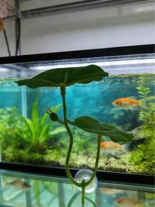 1pc Beta Fish Leaf Hammock, Extra Wide Fish Tank Plant Decor And Resting Bed, Aquarium Decoration Artificial Leaves, Improve Beta Fish Health - Natural, Organic, Comfortable Fish Tank Resting Area