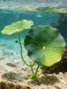 1pc Beta Fish Leaf Hammock, Extra Wide Fish Tank Plant Decor And Resting Bed, Aquarium Decoration Artificial Leaves, Improve Beta Fish Health - Natural, Organic, Comfortable Fish Tank Resting Area