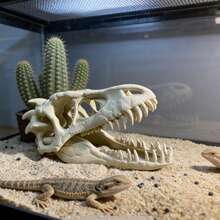 3D Dinosaur Skull Aquarium Decor, Fish Hiding Cave, Reptile Habitat Decoration, Realistic Skull Suitable For Fish Tank And Aquatic Plant Landscape