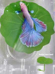 1pc Small Betta Fish Leaf Hammock, Extra Wide Fish Tank Plant Decor & Resting Bed, Aquarium Decor Fake Leaves, Improve Betta Health - Natural, Organic, Comfortable Fish Tank Resting Area