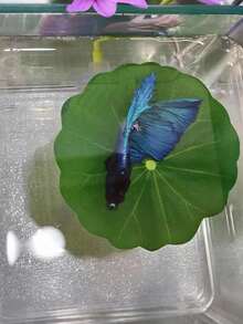 1pc Small Betta Fish Leaf Hammock, Extra Wide Fish Tank Plant Decor & Resting Bed, Aquarium Decor Fake Leaves, Improve Betta Health - Natural, Organic, Comfortable Fish Tank Resting Area