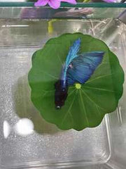 1pc Small Betta Fish Leaf Hammock, Extra Wide Fish Tank Plant Decor & Resting Bed, Aquarium Decor Fake Leaves, Improve Betta Health - Natural, Organic, Comfortable Fish Tank Resting Area
