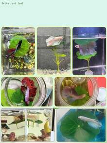 1pc Small Betta Fish Leaf Hammock, Extra Wide Fish Tank Plant Decor & Resting Bed, Aquarium Decor Fake Leaves, Improve Betta Health - Natural, Organic, Comfortable Fish Tank Resting Area