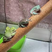1pc Natural Soft Wood Climbing Stick, Suitable For Reptiles, Arboreal Lizards, Geckos, Chameleons, And Horned Lizards, Decor For Reptile Habitats