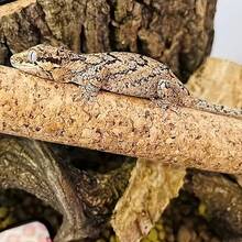 1pc Natural Soft Wood Climbing Stick, Suitable For Reptiles, Arboreal Lizards, Geckos, Chameleons, And Horned Lizards, Decor For Reptile Habitats