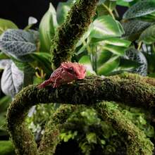 Artificial Moss Vine For Reptiles, Bendable Climbing Vines Reptile Tank Accessories, Moss Rope For Leopard Gecko, Lizard, Snake, Chameleon, Frog Terrarium Decor (Jungle Green, )