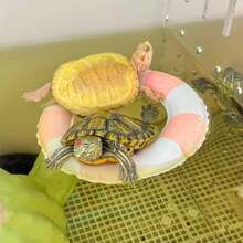 1 Set Inflatable Turtle Swimming Ring, Turtle Floating Platform Toy, Small Animal Swimming Ring & Sunbathing Rest Platform - Suitable For Sea Turtles And Tortoises
