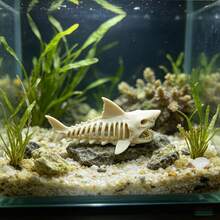 Miniature Plastic Shark Aquarium Decor, Suitable For Fish Tanks And Reptile Terrariums - Shark Theme Multi-Chamber Hide Cave Ornament, Applicable For Betta Fish, Reptile Habitats, Plastic Shark Skeleton