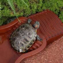 35 X 28.5 X 4.3 Cm Turtle Tank, ABS Turtle Bath Pool, Turtle Water Bowl, Reptile Water Bowl, Bath Tub With Ladder, Hermit Crab Bath