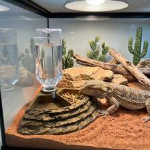 1pc Reptile Water And Food Feeding Bowl With Ramp, 2-In-1 Stable Bowl With Automatic Waterer, Anti-Drowning Arboreal Accessory Suitable For Crested Gecko, Iguana And Lizard