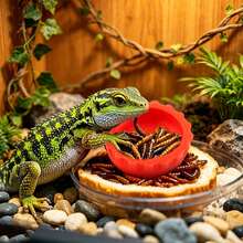 6pcs Random Color Mini Silicone Reptile Feeding Bowls, Bottle Cap-Style Water Dishes, Flexible Easy-Clean Accessory For Amphibians & Reptiles, All-Season Habitat Supply