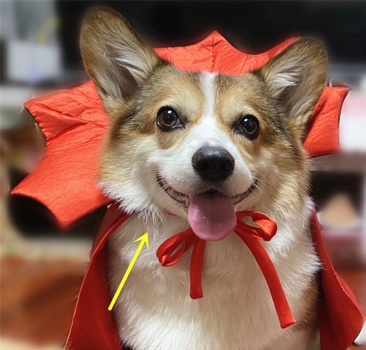 Halloween Pet kostim
